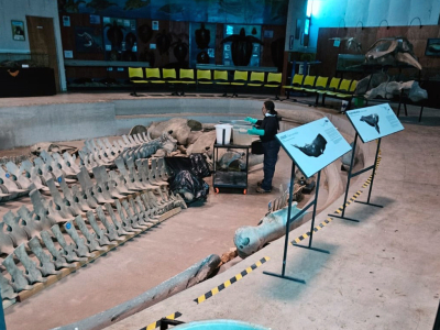 Museo de Historia Natural e Hist&oacute;rico de San Antonio trabaja en la recuperaci&oacute;n de sus espacios y prepara su reapertura  &nbsp;