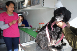 Municipio crea Ordenanza para la Tenencia Responsable de Mascotas