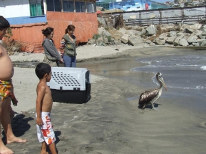 Liberadas varias aves silvestres en San Antonio