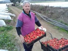 Destacado agricultor de frutillas de Leyda promete dejar bien puesto el nombre de San Antonio en feria campestre que se realizar&aacute; en M&eacute;xico