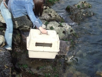 Liberaci&oacute;n de un ejemplar de Coipo  y un Ping&uuml;ino de Humboldt