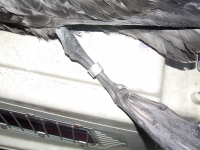 Petrel Gigante Ant&aacute;rtico anillado en Australia encontrado en playas de Cartagena