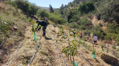 Expertos brasile&ntilde;os valoran implementaci&oacute;n de la agricultura sintr&oacute;pica en San Antonio